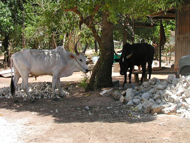 1cows